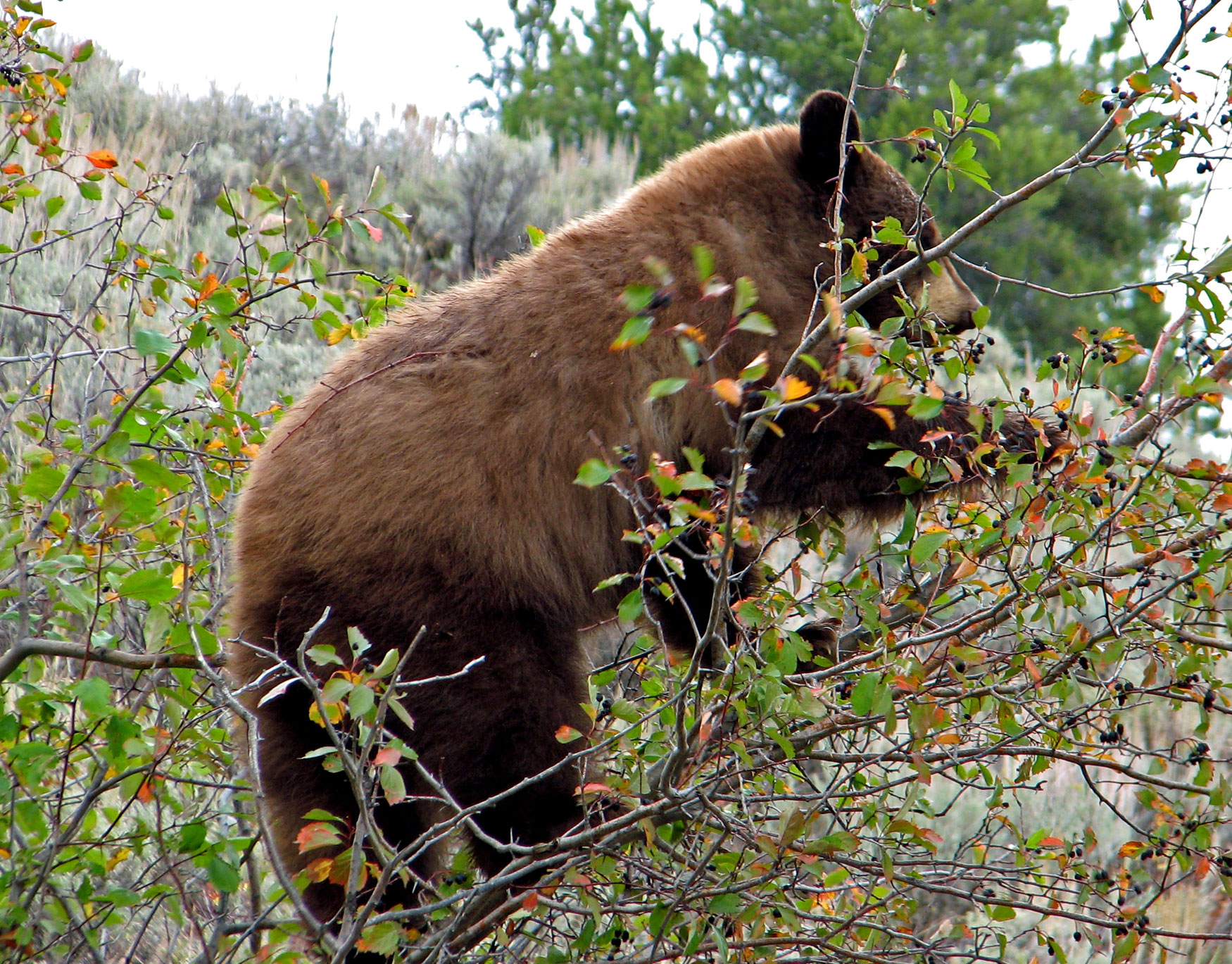 Bear Brochures Bear Photo